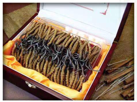 三沙冬虫夏草回收